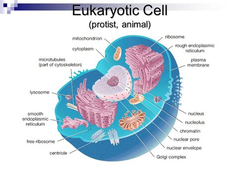 breakaway cell diagram 